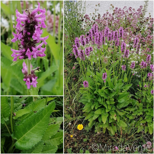 Heilziest Blüte und Blätter