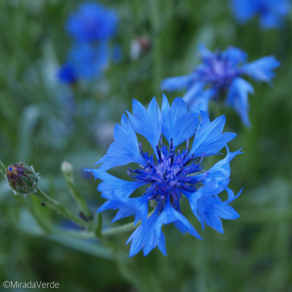 Kornblume Blüte