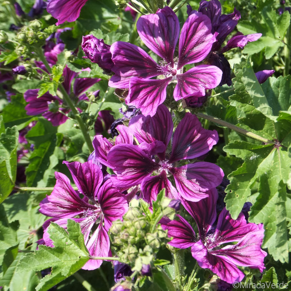 Wilde Malve, dunkel lila Blüten