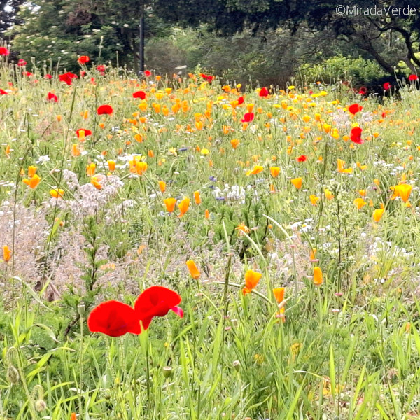 Klatschmohn Wiese
