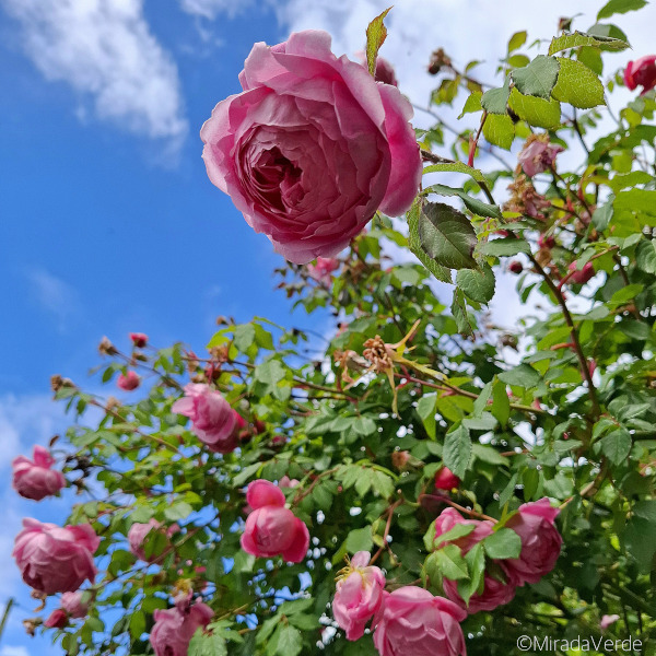 Duftrose in rosarot vor blauem Himmel