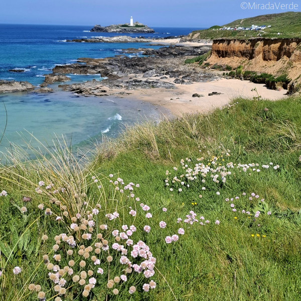 Godrevy, Cornwall. Sea Thrift, Küste, Leuchtturm