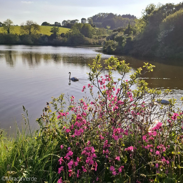 Lichtnelken am und Schwan am Teich in Abendstimmung