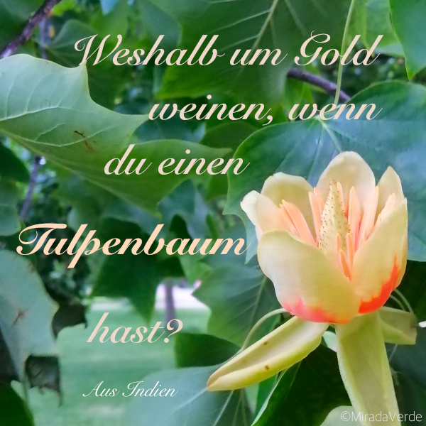 Tulpenbaum Blüte mit Sprichwort