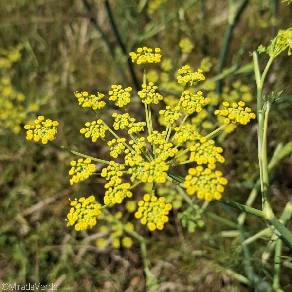 Wilder Fenchel, Blüte