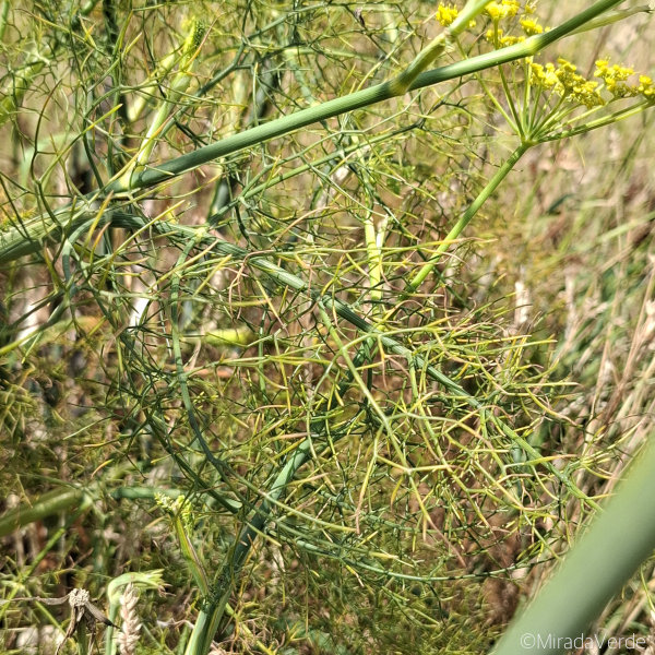Wilder Fenchel Blätter