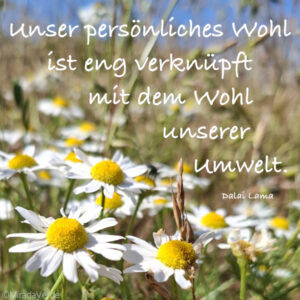 Kamille Zitat