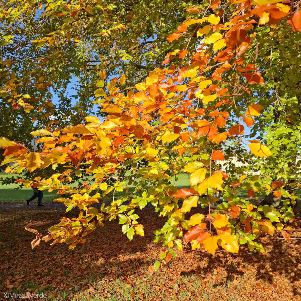 Buntes Herbstlaub, Bath