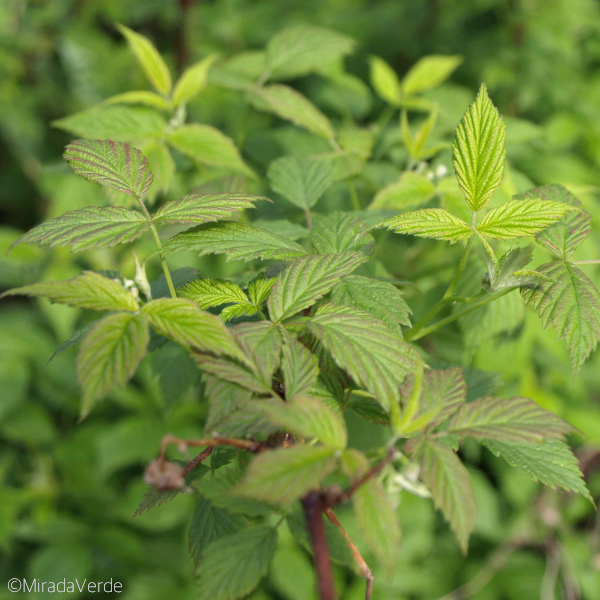 Brombeere Blätter