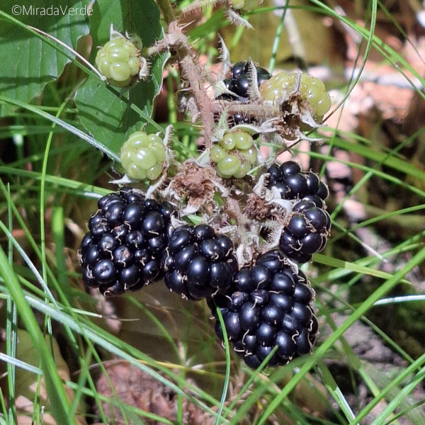 Reife Brombeeren