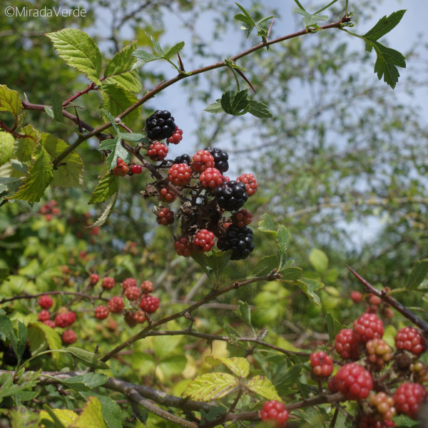 Wilde Brombeeren