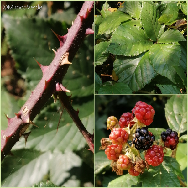 Brombeere Stacheln, Blätter, Früchte