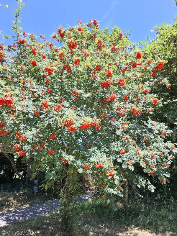 Eberesche mit Vogelbeeren
