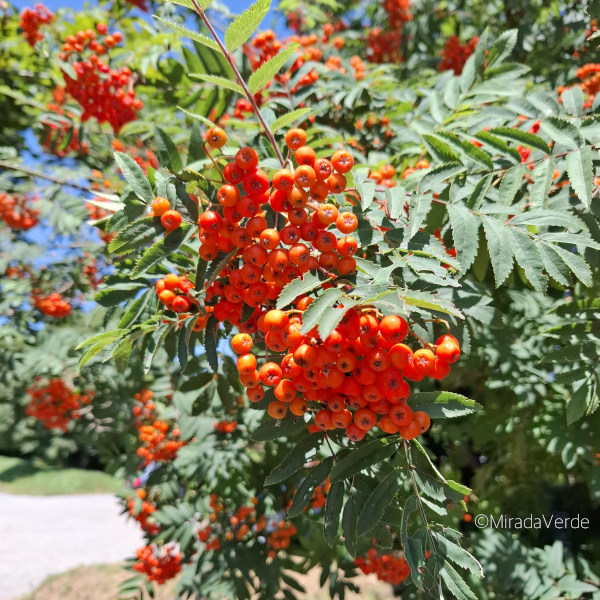Eberesche mit Vogelbeeren