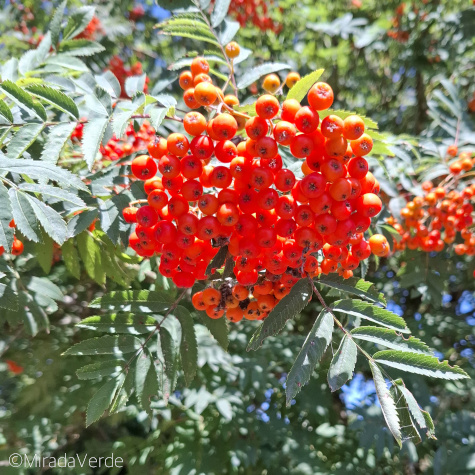 Eberesche mit Vogelbeeren