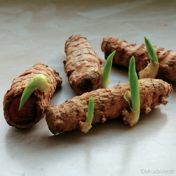 Kurkuma mit frischen Trieben