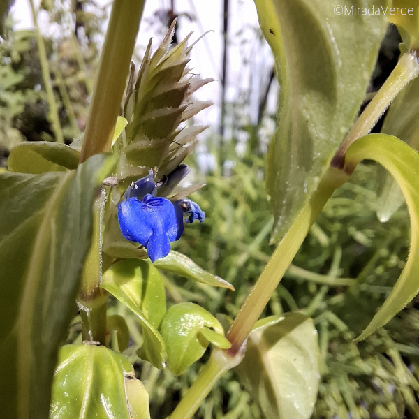 Pilzkraut Blüte
