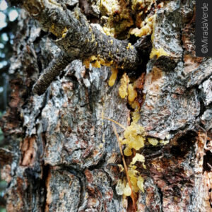 Baumharz Zirbe