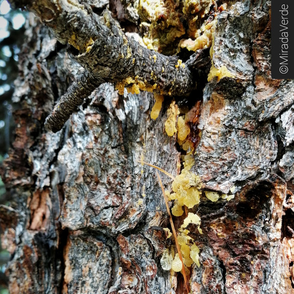 Baumharz Zirbe