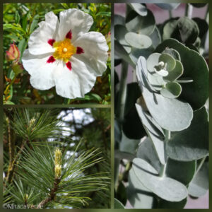 Antivirale Düfte. Zistrose, Zirbe, Eukalyptus