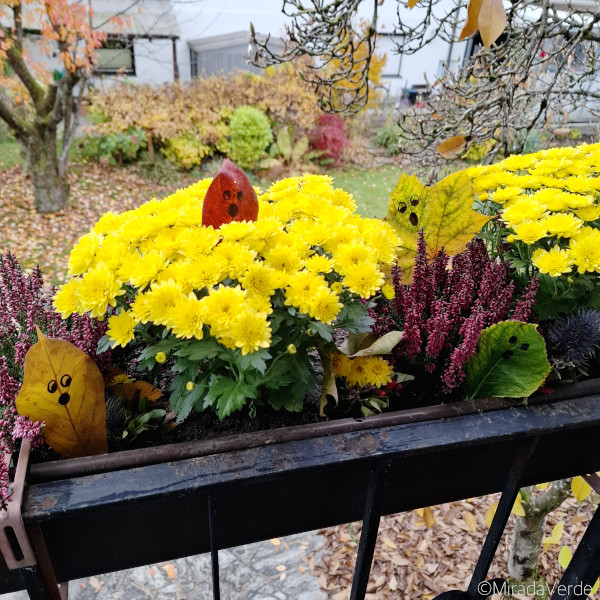 Blättergespenster Balkonkisterl Chrysanthemen, Erika