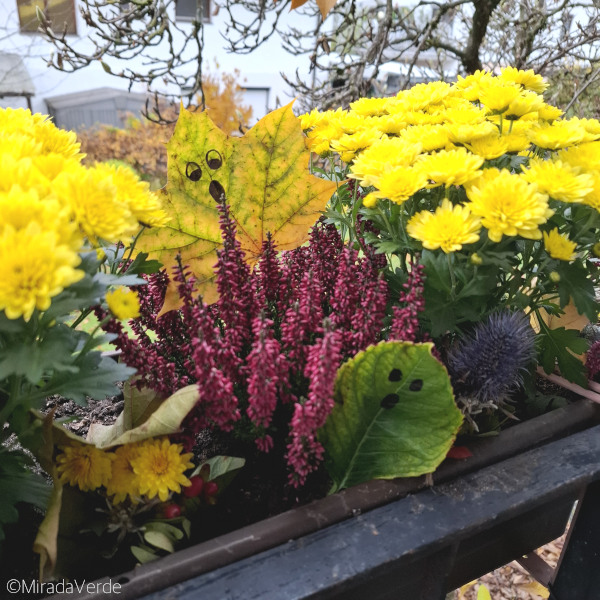 Blättergespenster Balkonkisterl Chrysanthemen, Erika