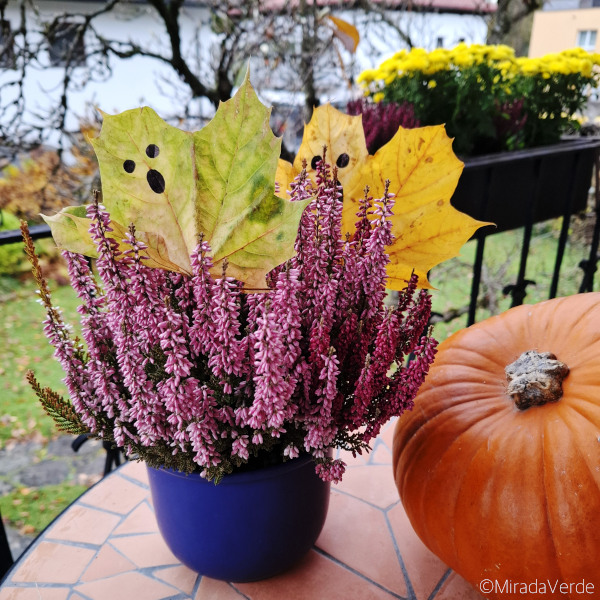 Blättergespenster im Topf mit Erika