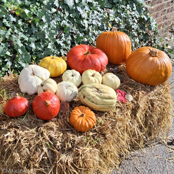 Kürbisse auf Strohballen