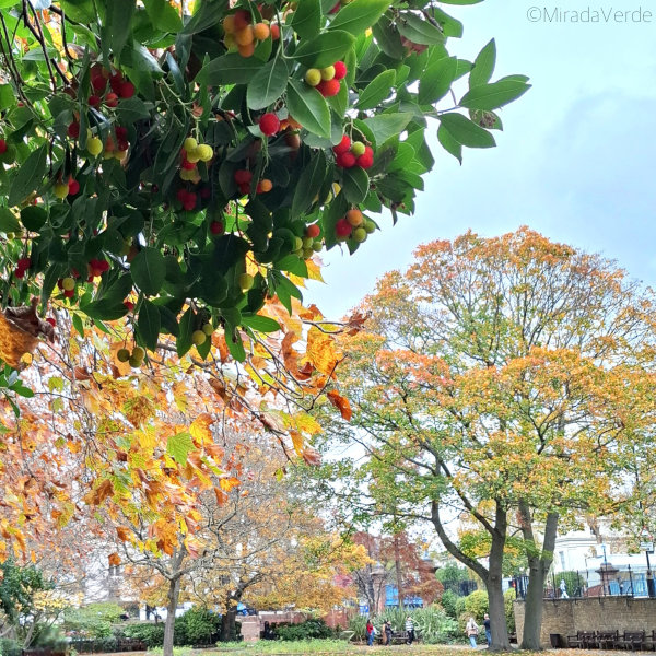 Erdbeerbaum Strawberry Tree Little Venice Rembrandt Garden London
