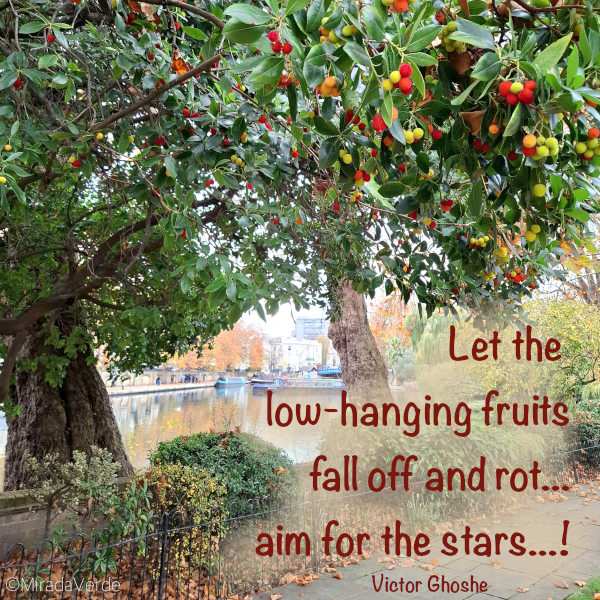 Erdbeerbaum Strawberry Tree Quote Low Hanging Fruit