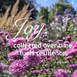 Herbstastern Joy Resilience Freude resistent