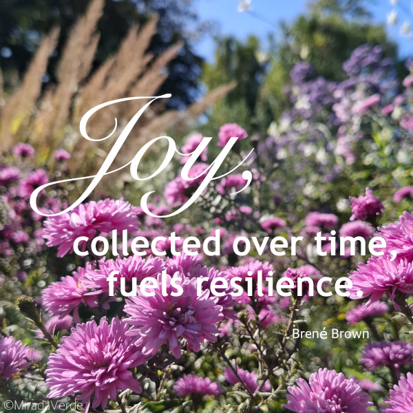 Herbstastern Joy Resilience Freude resistent