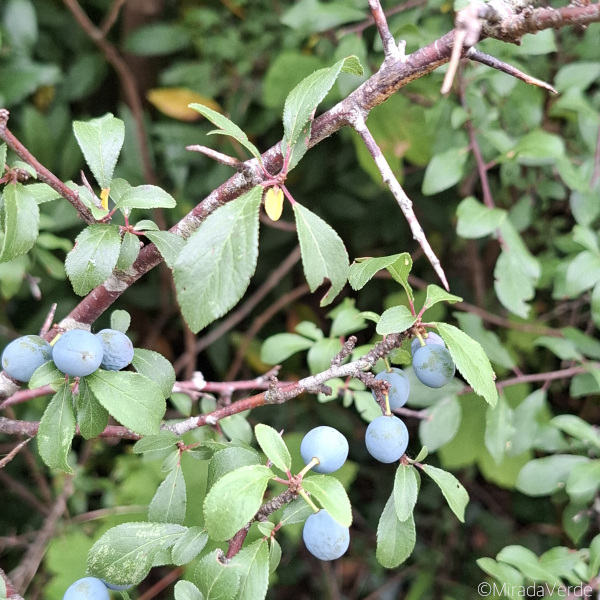 Schlehe Schlehdorn