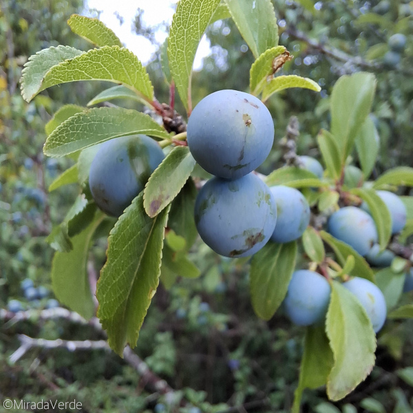 Schlehe Schlehdorn