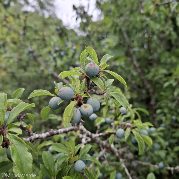 Schlehe Schlehdorn