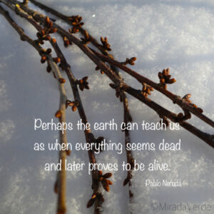 Barbarazweige Zitat Tod Leben Hoffnung