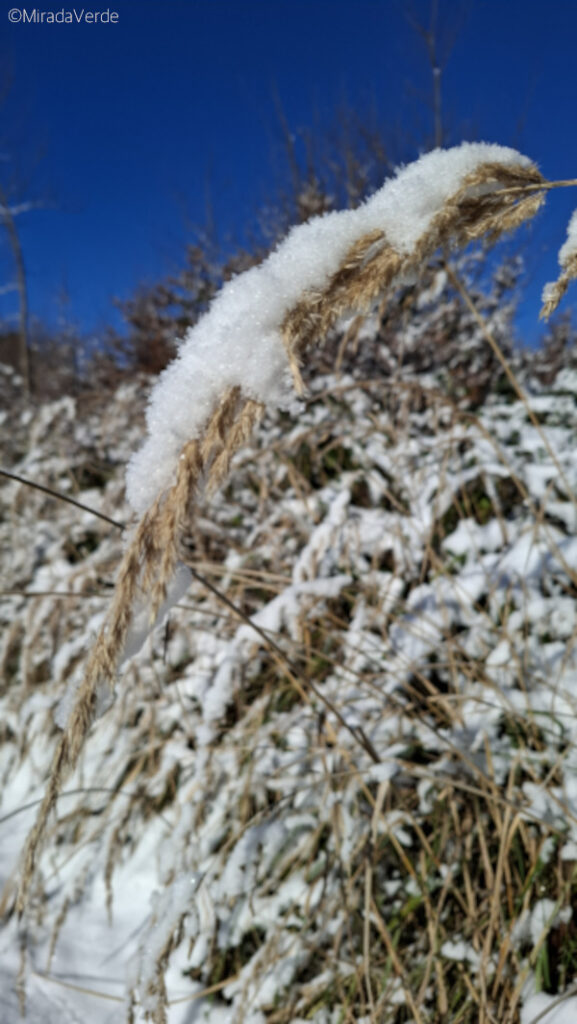Gras Schnee Blauer Himmel
