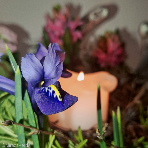 Iris Kerze Hufeisen Imbolc