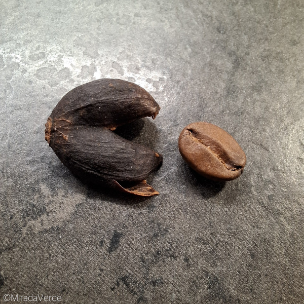 getrocknete Kaffeekirsche, geröstete Kaffeebohne