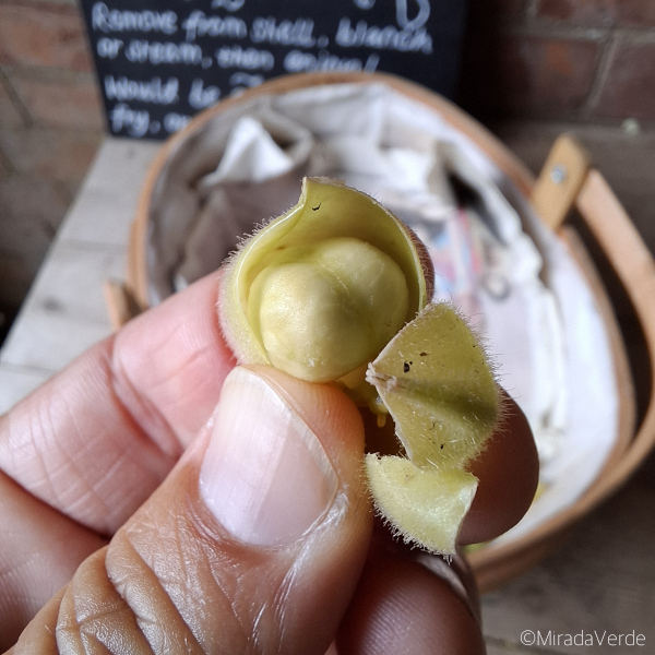 Frische Kichererbse in Hülse