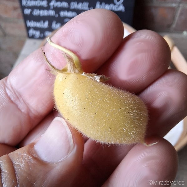 Frische Kichererbse in Hülse