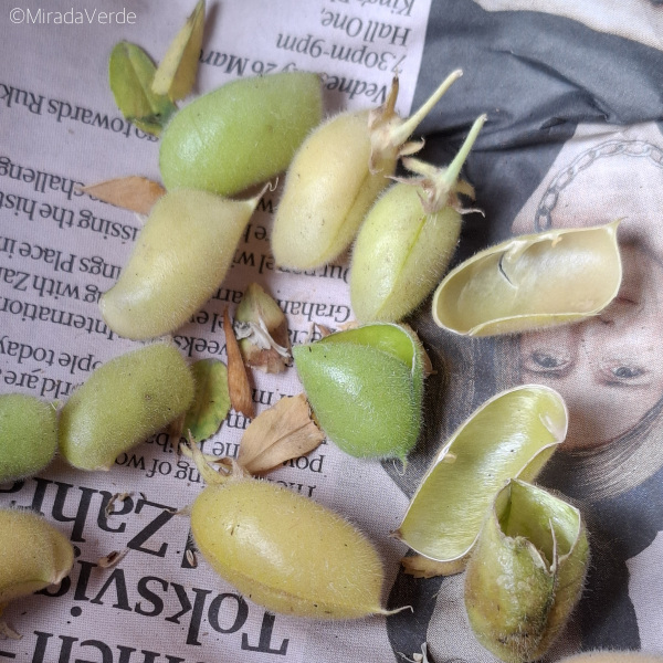 Frische Kichererbsen