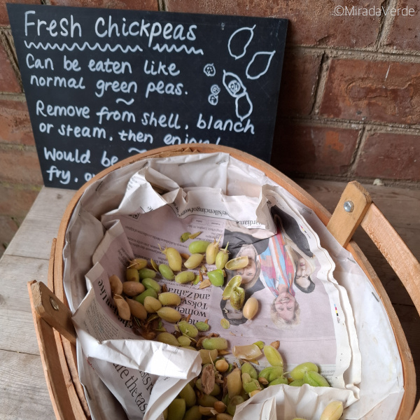 Frisch geerntete Kichererbsen im Korb