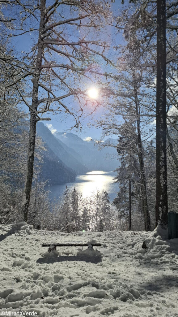 Königssee Winter Sonne Schnee Bäume
