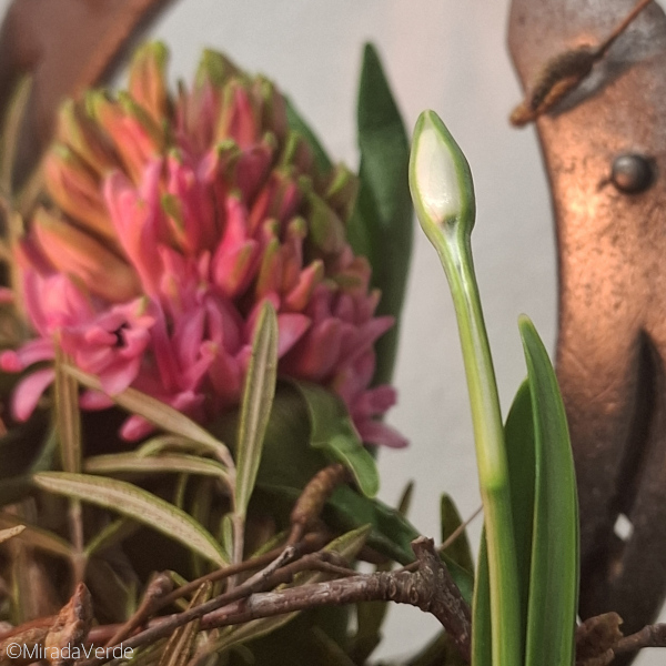 Schneeglöckchen Hyazinthe Hufeisen Imbolc Dekoration