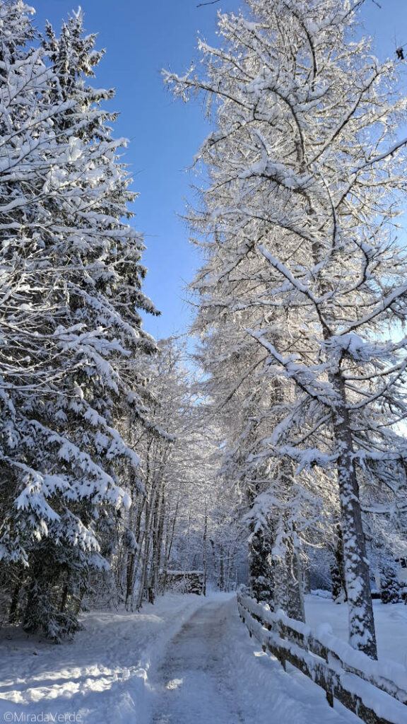 Winterwanderweg durch verschneiten Wald bei blauem Himmel