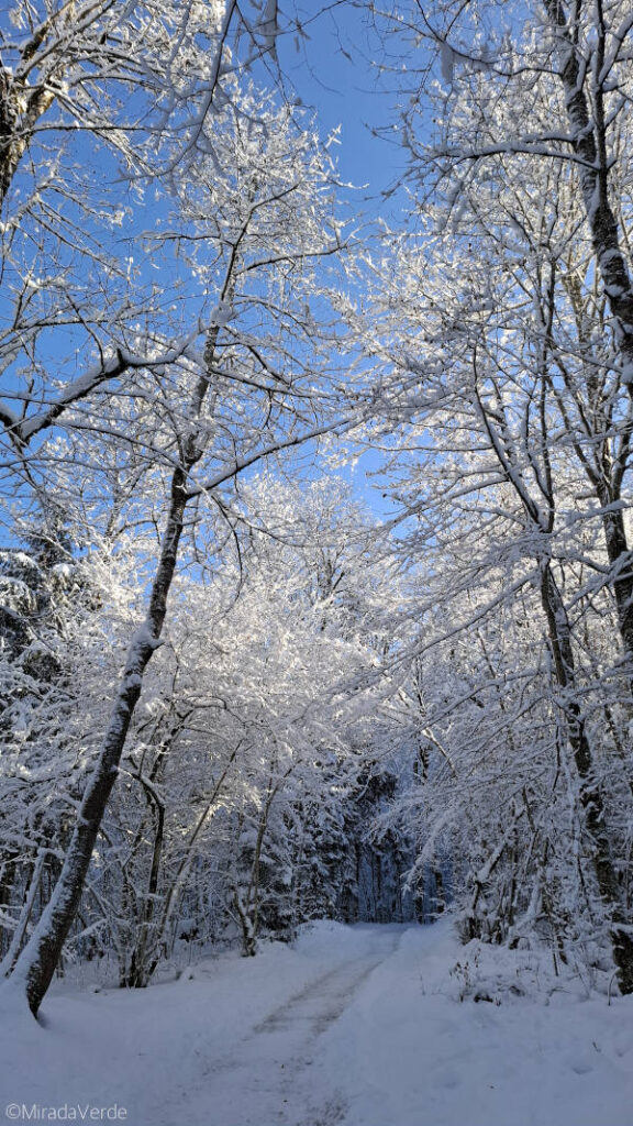Winterwanderweg durch verschneiten Wald