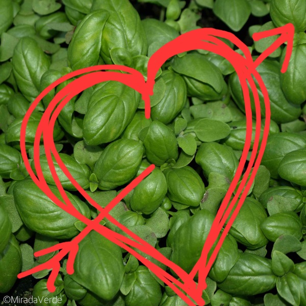 Basilikum Herz mit Pfeil