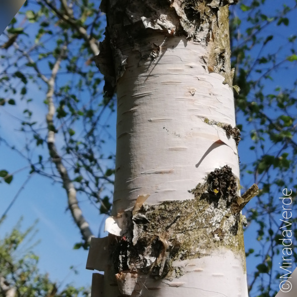 Birke Stamm Borke weiß