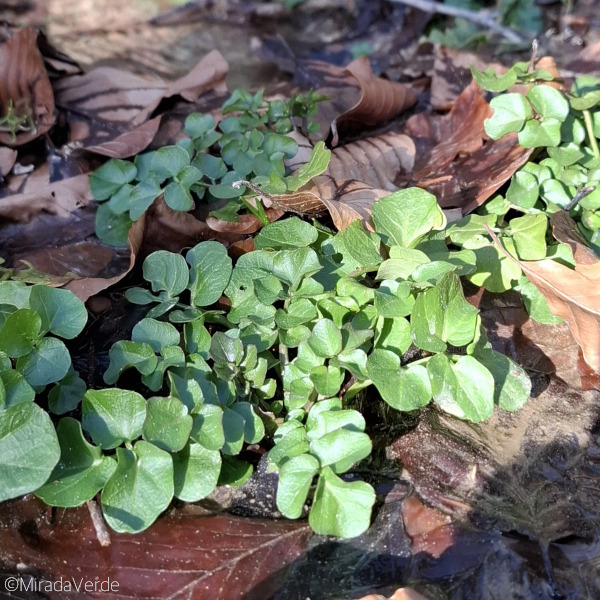 Brunnenkresse